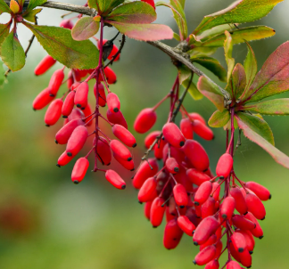 Burned Berberine